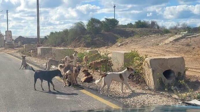 כלבים משוטטים מסביבת בסיס זיקים