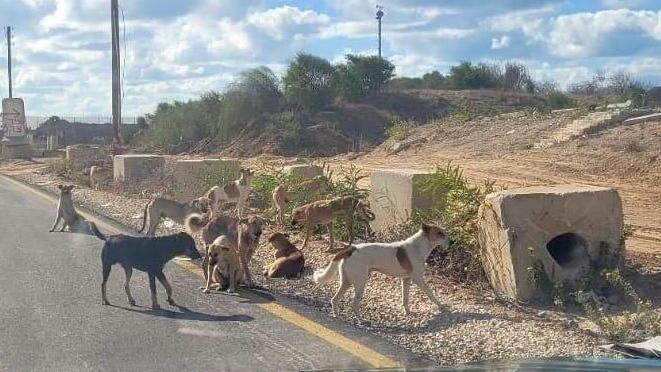 כלבים משוטטים מסביבת בסיס זיקים