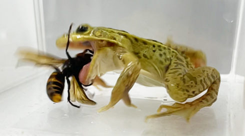 צפרדע מנוקדת-שחורה טורפת צרעת ענק אסייתית