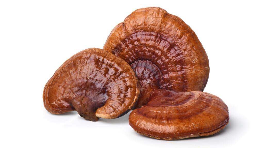The reishi mushroom (Photo: Shutterstock/ASPA creative) פטריות מרפא
