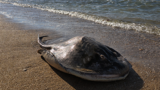 מחבטנית אפורה והריונית ללא רוח חיים בחוף בחיפה