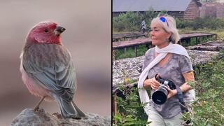 צלמת הטבע אילנה שפירא וציפור ורדית סיני אותה צילמה