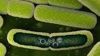 מתוך מחקר בנושא תאים