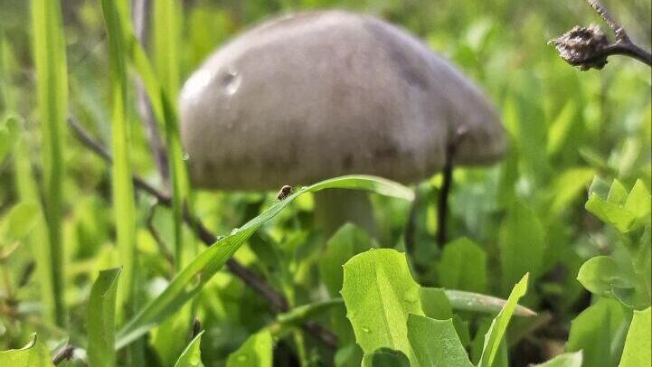 Ядовитый гриб  