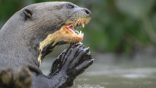 לוטרת ענק מהפנטנל