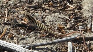 שנונית השפלה