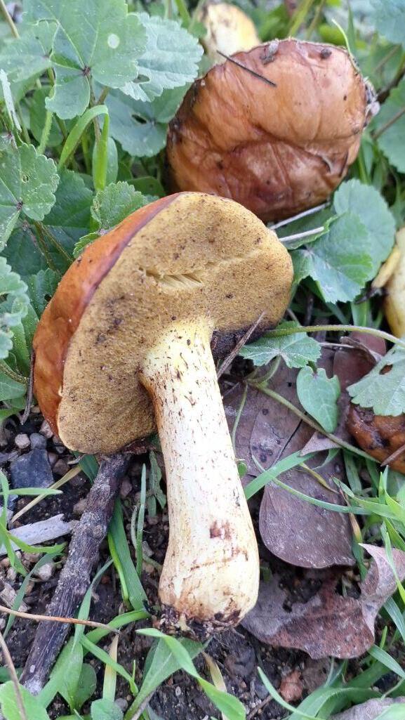 Маслята в Иерусалимском лесу 