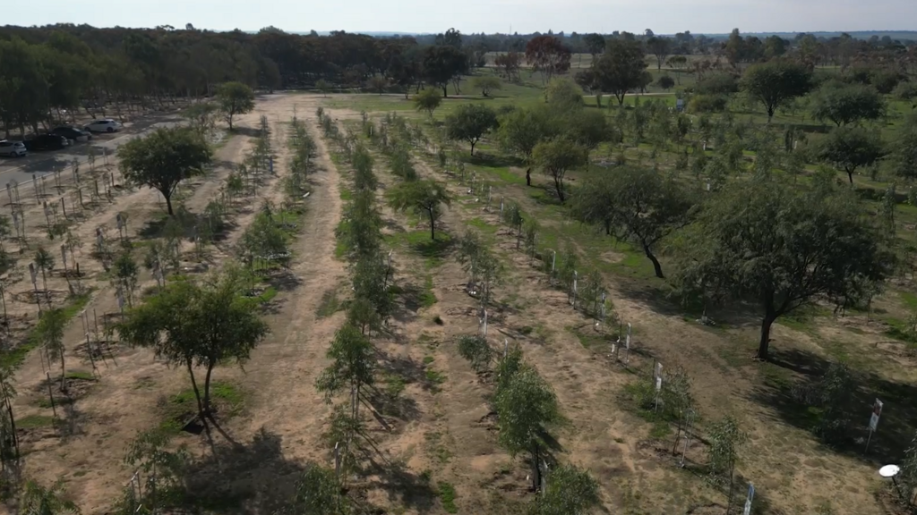 'The newly planted tree symbolizes life' (Photo: Screengrab) KKL 3