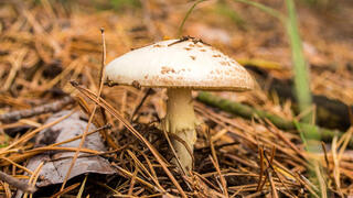 Lepiota brunneoincarnata, פטריית בר, פטרייה, פטריית רעל 