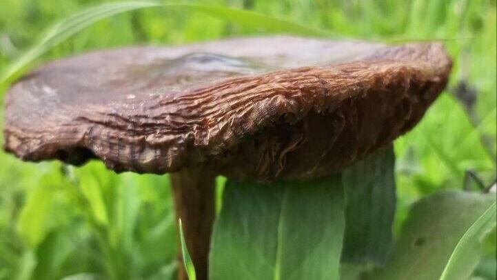 Ядовитый гриб  