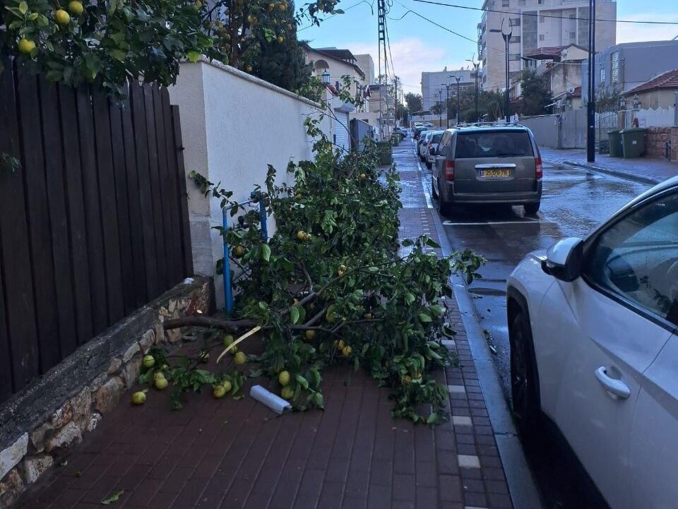 העצים שקרסו בעכו