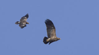 עיט חורש בשמי ישראל