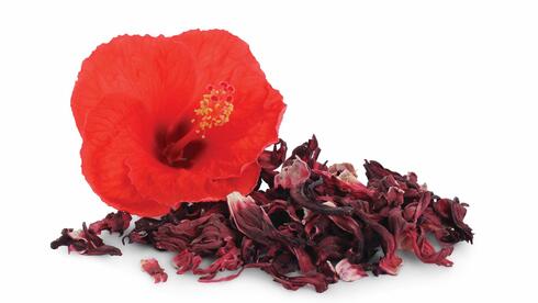 היביסקוס. מגן על הכבד, נוגד חמצון