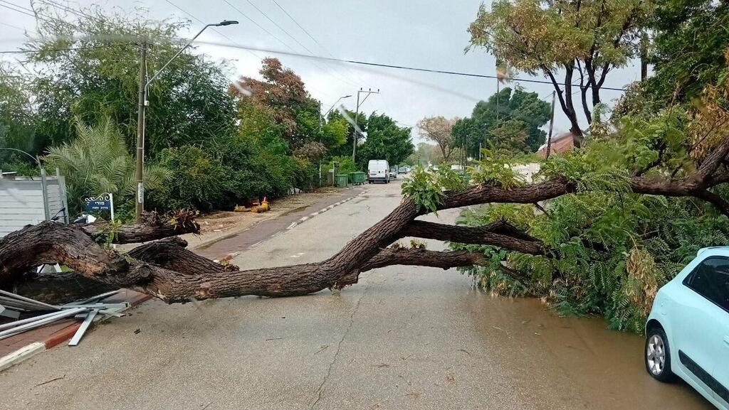 קריסת עץ במושב מצליח