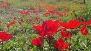 כלניות ביער שוקדה