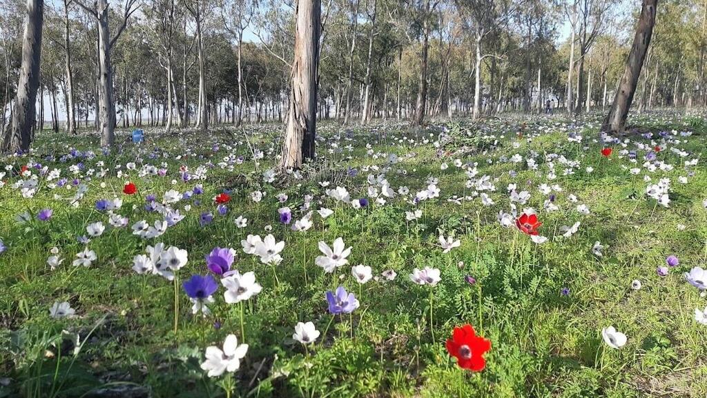 כלנית פורחות ביער מגידו
