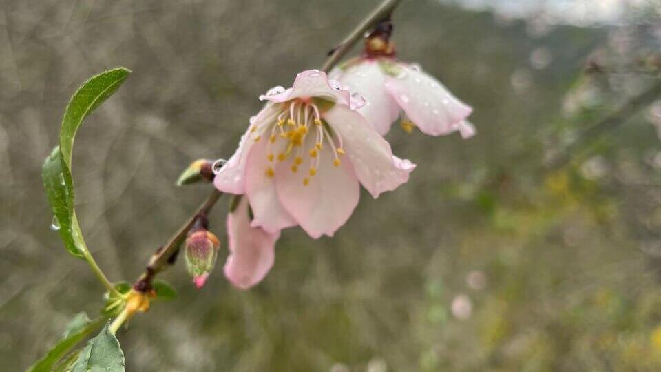 פריחת שקד בהרי ירושלים