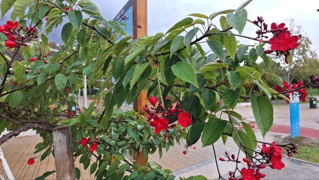 Ятрофа цельнокрайняя в парке Герцлии 