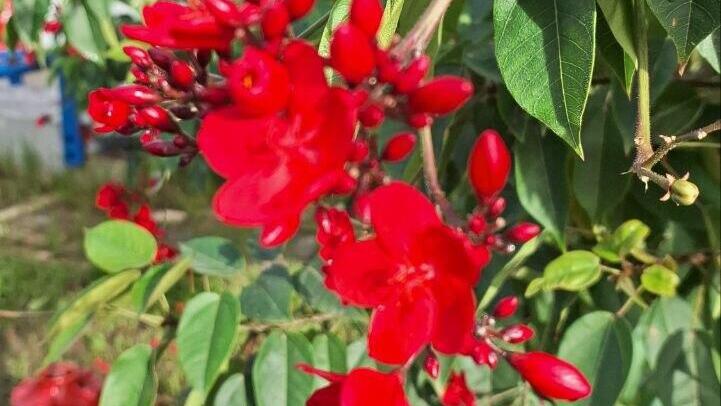 Ятрофа цельнокрайняя в парке Герцлии 