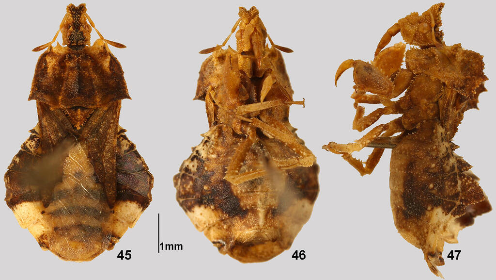 מין הפשפש הטורפני Phymata monstrosa