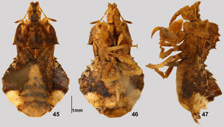 מין הפשפש הטורפני Phymata monstrosa