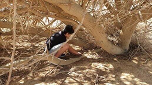 המיקום בו התגלה מין הפשפש הטורפני Putoniola asvadurovi Novoselska & Feldstein-Farkash 2025