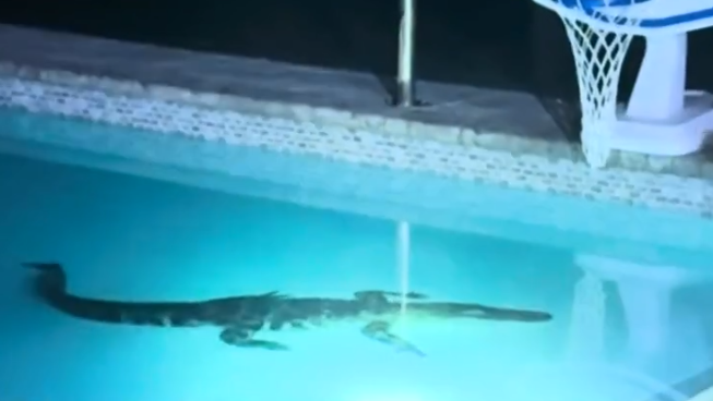 האליגטור האמריקני שוחה בבריכת בית משפחת אמהוף