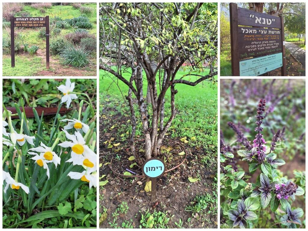 Экопарк в Герцлии 