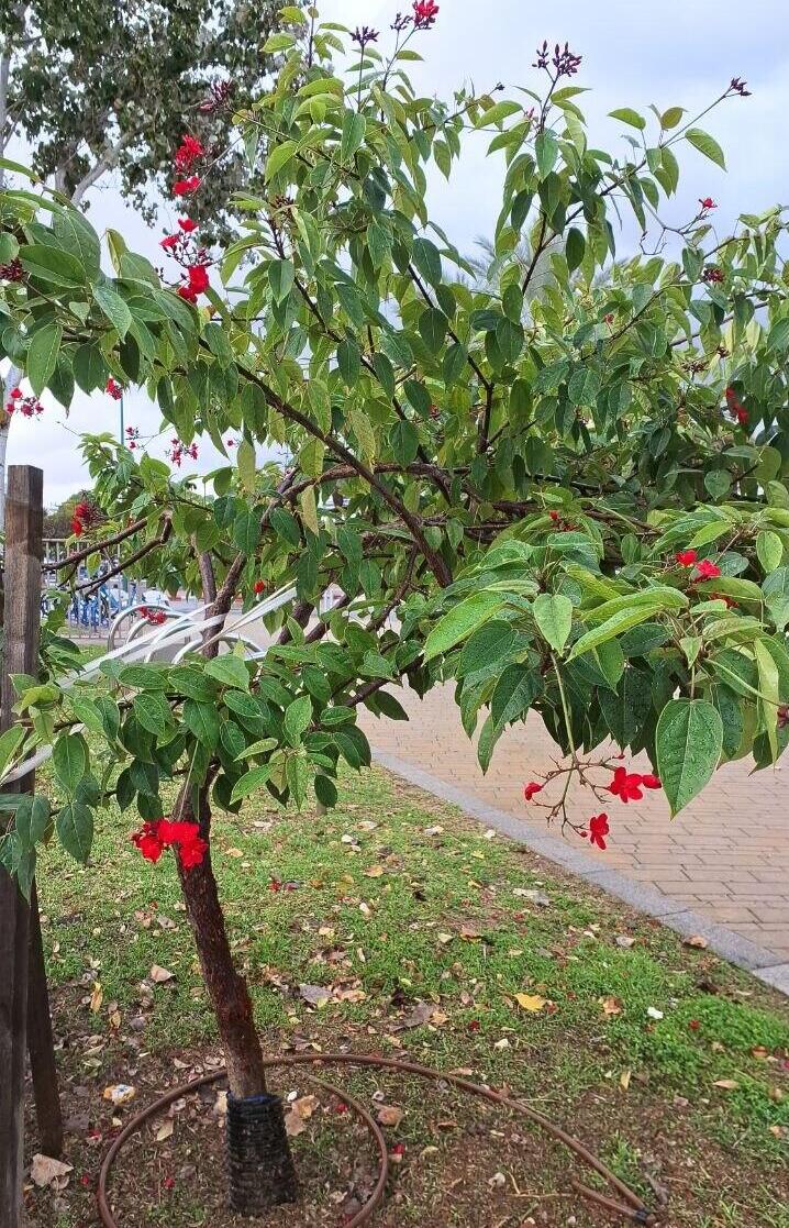 Ятрофа цельнокрайняя в парке Герцлии 