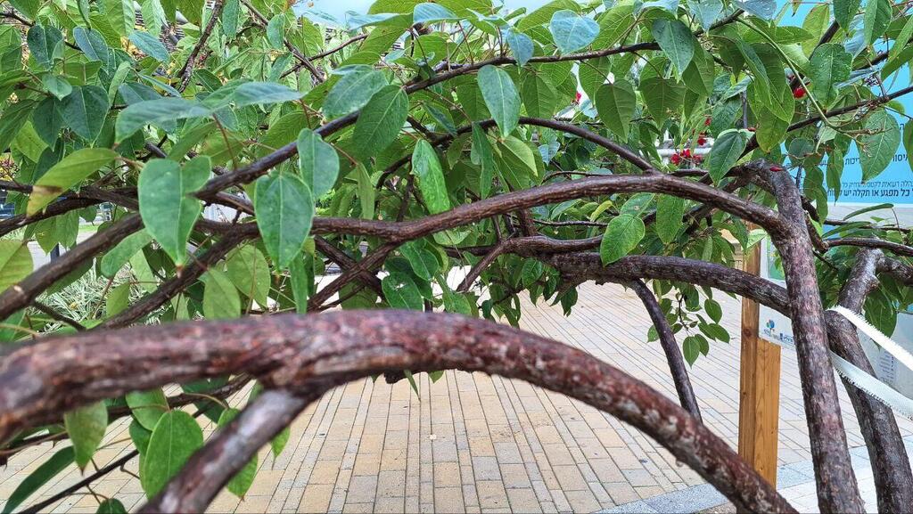 Ятрофа цельнокрайняя в парке Герцлии 