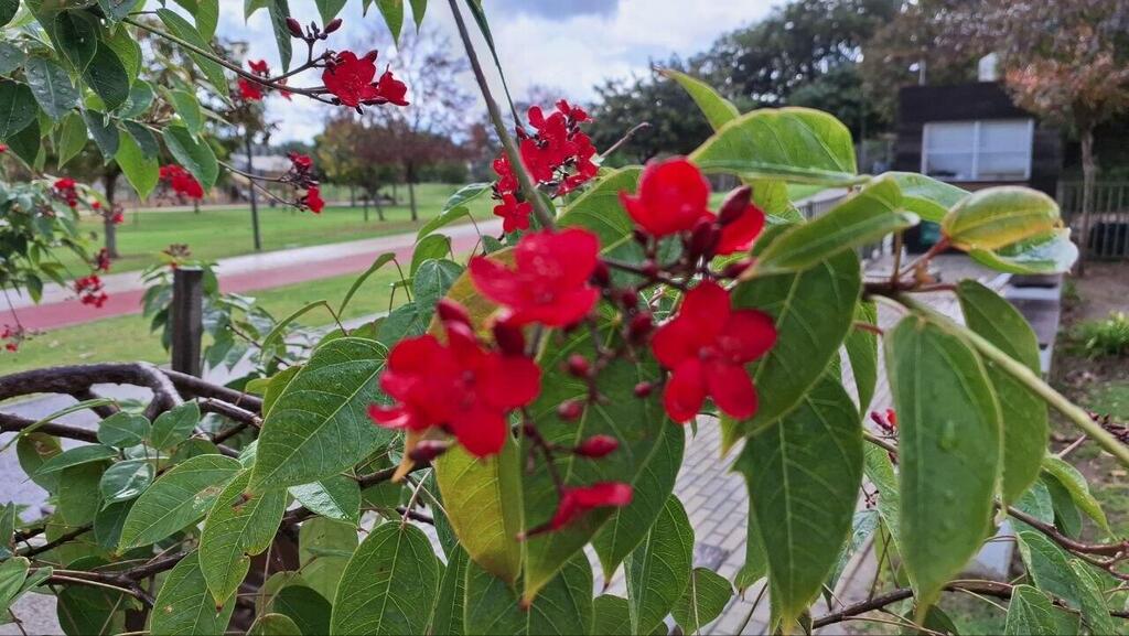 Ятрофа цельнокрайняя в парке Герцлии 