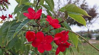 Ятрофа цельнокрайняя в парке Герцлии 