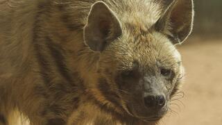 צבוע בשמורת טבע חי בר יטבתה