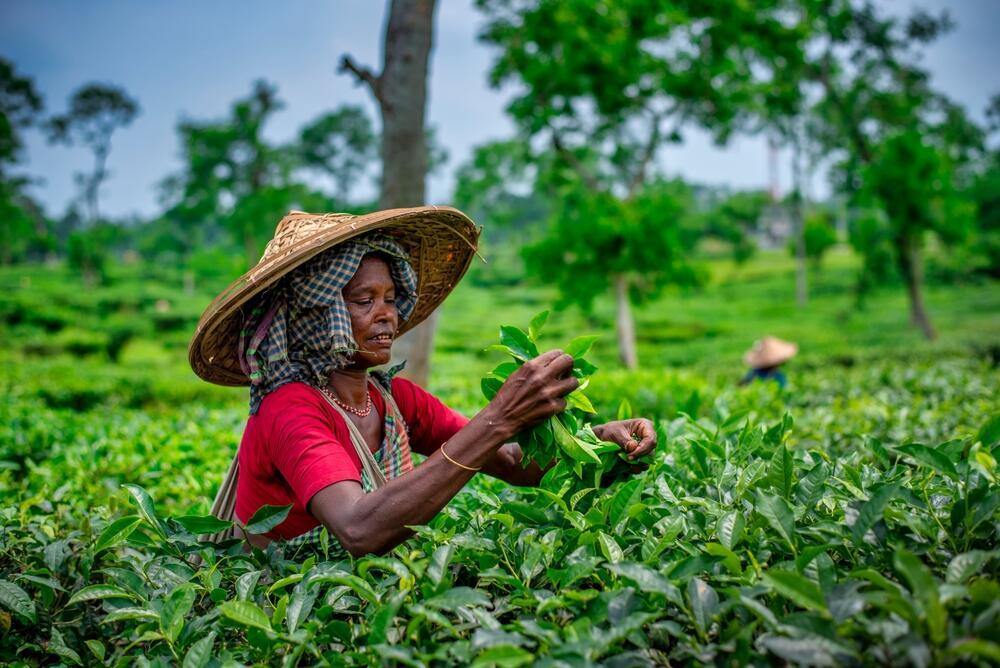 The Sylhet region, rural women picking tea leaves at a local tea plantation (Photo: Matyas Rehak / Shutterstock) אזור סילט, נשים כפריות קוטפות עלי תה במטע תה מקומי