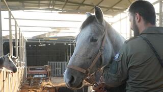 לוחמי המשמר הלאומי של מג"ב איתרו את הסוס השיקומי שנגנב ממושב קלחים