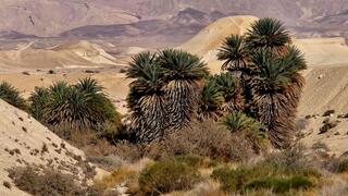 עצי תמר בנווה מדבר בנגב