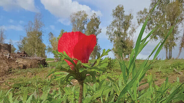 הפסטיבל חוזר