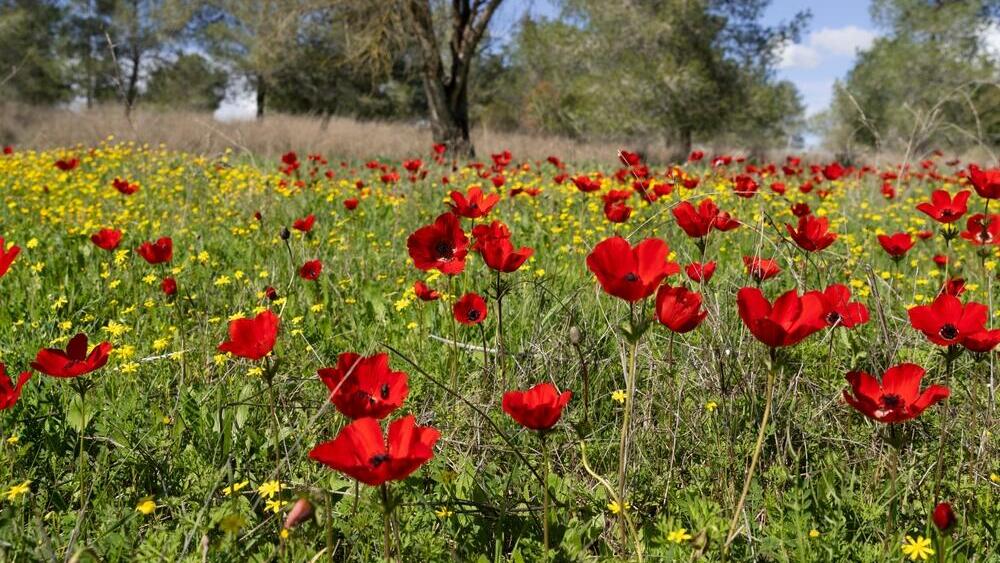 Анемоны в Западном Негеве (Фото: shutterstock) Анемоны в Западном Негеве