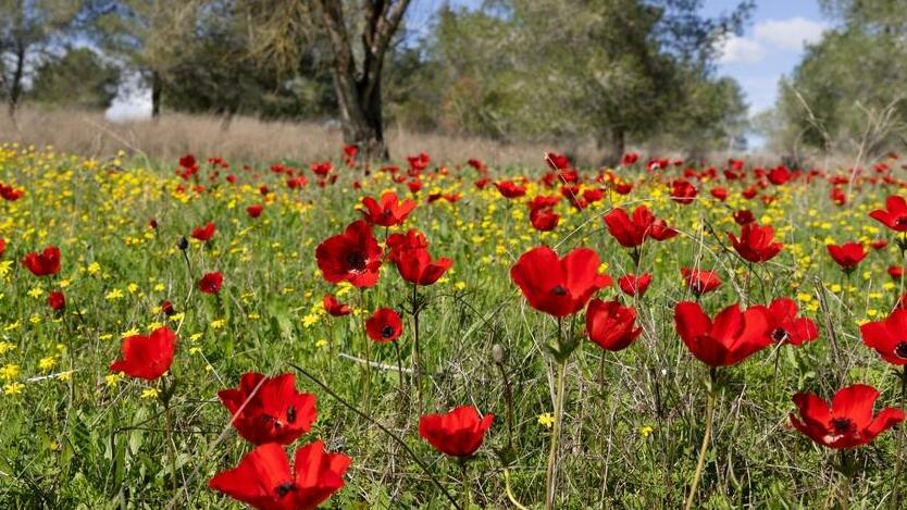 Анемоны в Западном Негеве 