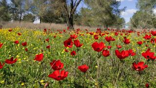 Анемоны в Западном Негеве 