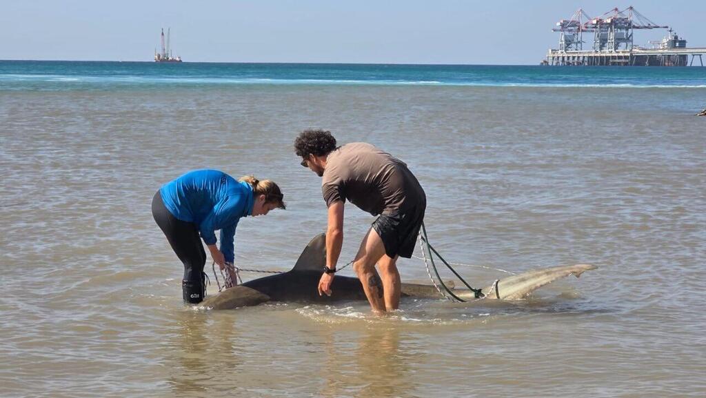 כרישה מתה בחדרה