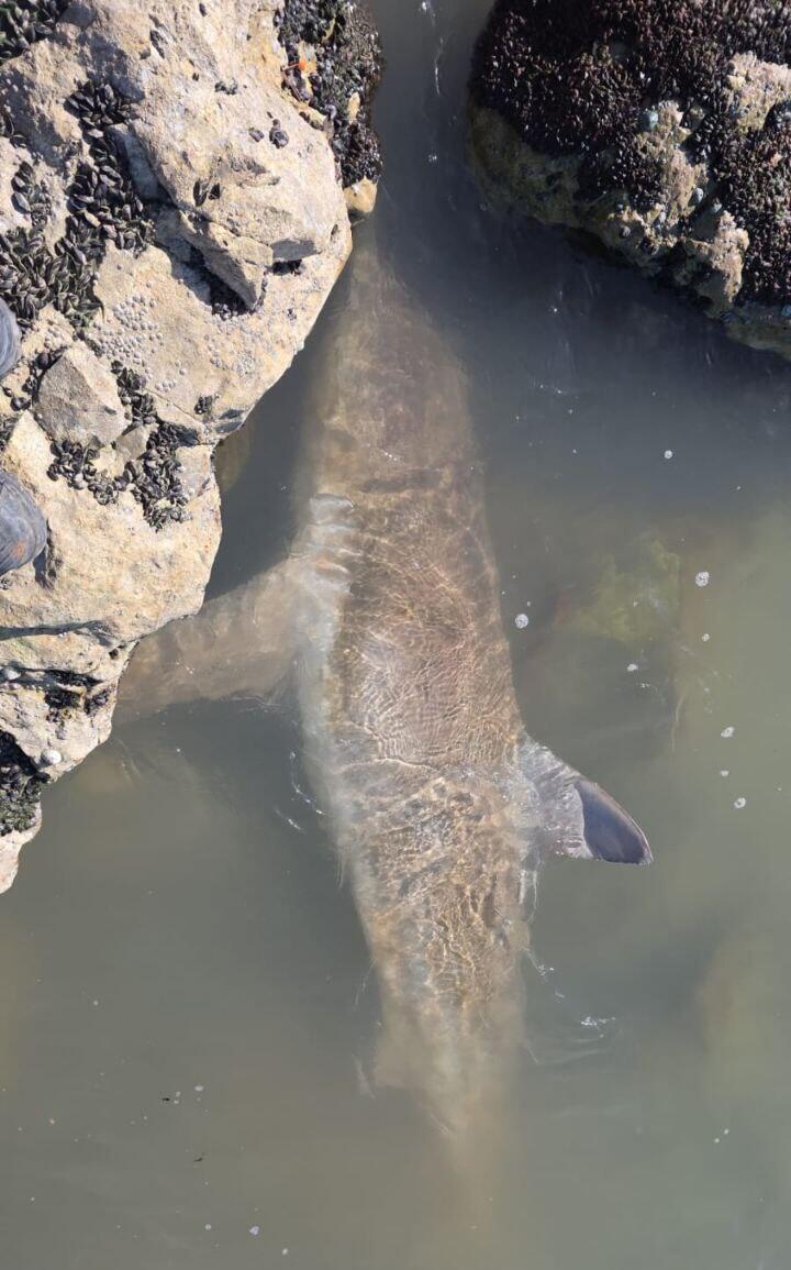 כרישה מתה בחדרה