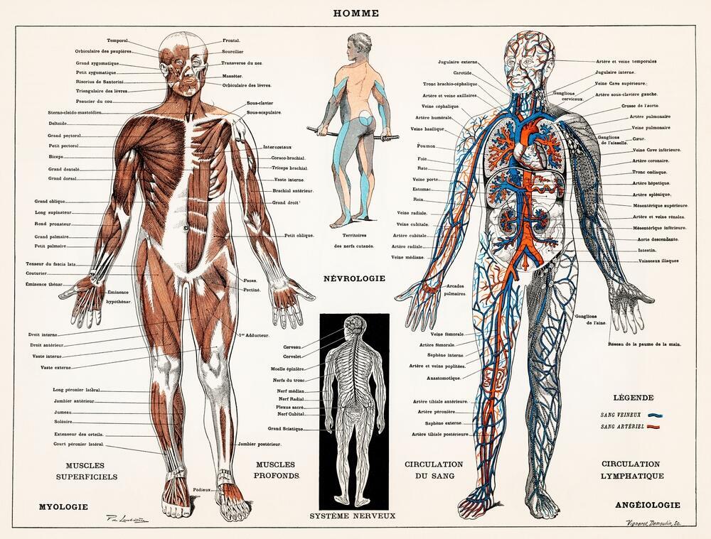 An old anatomical diagram. The experiment’s results challenged the anatomical assumptions of the time (Photo: Shutterstock) אנטומיה של גוף האדם