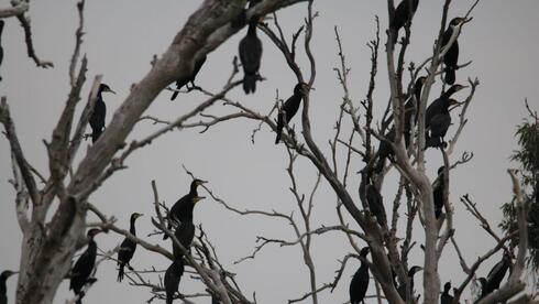 קורמורנים על עץ בקישון