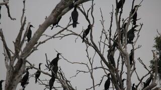 קורמורנים על עץ בקישון