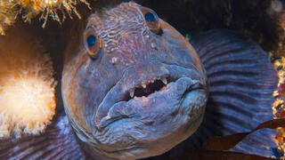 דג הזאב האטלנטי