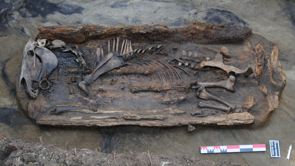 שרידי סוס שהתגלו בסמוך למקום קבורתה של השמאנית היאקוטית