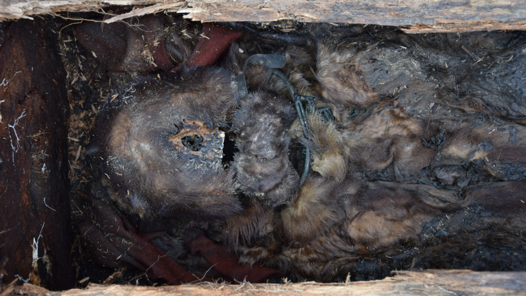 שרידיה החנוטים של השמאנית היאקוטית מהמאה ה-18, לאחר שארכאולוגים פתחו את ארון קבורתה