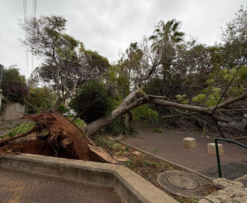 Tree falls in Herzliya מצפה ים הרצליה