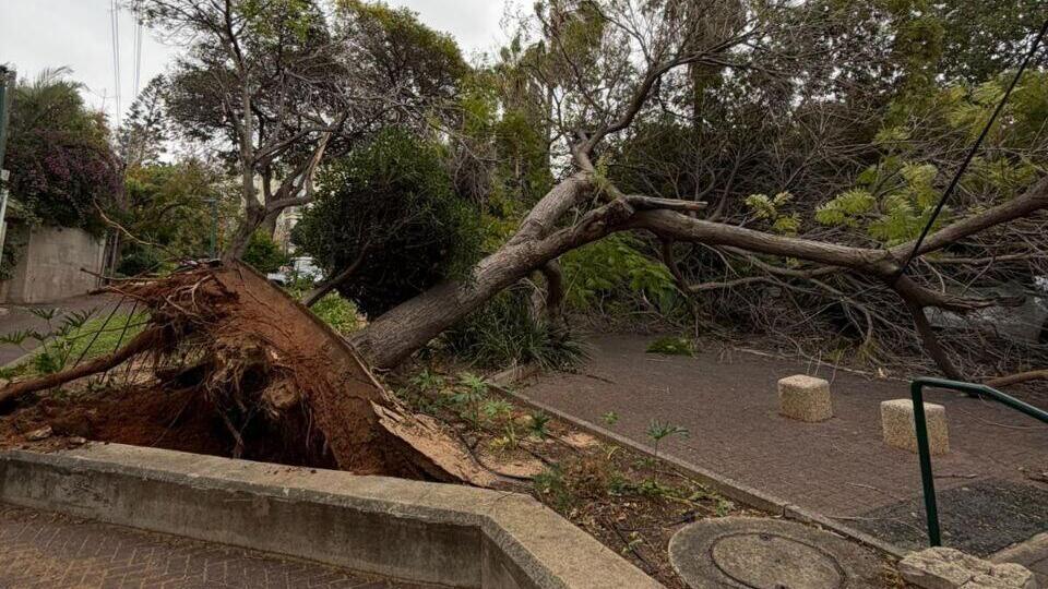 Упавшее дерево в Герцлии מצפה ים הרצליה